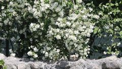 Os estripos cobren de branco n�veo os territorios