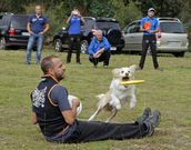 Los perros aprendieron a coger discos voladores. 