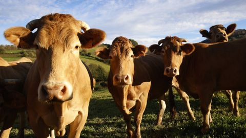 Laa explotaciones de raza rubia gallega abundan en numerosas comarcas de Lugo