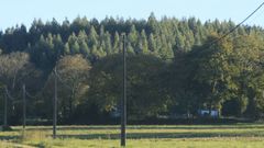Plantaci�n de eucaliptos en el municipio de Castro de Rei
