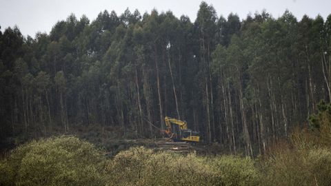 Una m�quina cortando eucaliptos en un monte de Ames el pasado marzo