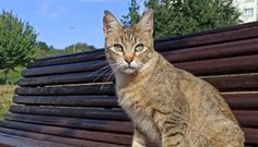 Gato esterilizado en Lugo, con un corte en la oreja