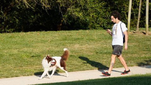 En A Corua hay censados casi 32.000 perros