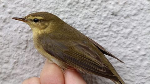 Mosquitero musical
