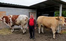 <span lang= es-es >En el matadero</span>. Arriba, los bueyes ya sacrificados en Madrid. Abajo, con su criador, Manuel Berm�dez, en Mazaricos.