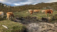 Foto de archivo de ganado en la Serra do Su�do, en A Lama