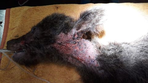 Heridas de la osezna Endriga, derivadas de su desnutrici�n y deshidrataci�n