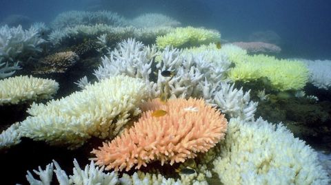 Fotografa de archivo facilitada por el Instituto Australiano de Ciencia Marina que muestra un arrecife de coral en el Parque Marino de la Gran Barrera de Coral en Queensland (Australia)