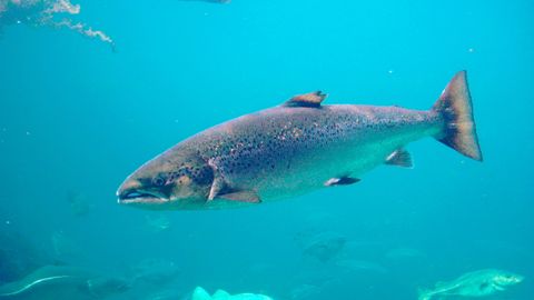 Salmo Salar