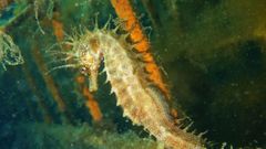 Los refugios para caballitos de mar instalados en el puerto de Vigo ya tienen sus primeros inquilinos.<br />�<br />�<br />�<br />