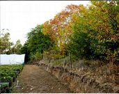 Los �rboles est�n en la finca colindante a una explotaci�n de fresas.