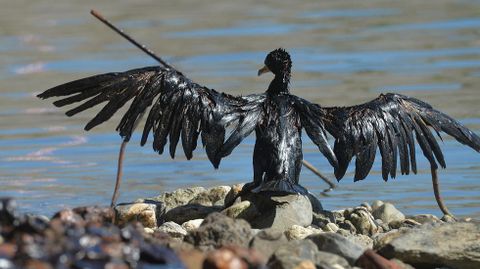 Un ave cubierta de petrleo debido a la avera de un oleoducto en Gnova. 