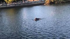 Arroaces por el tramo urbano del L�rez