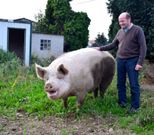 Carlos Cort�s, su actual cuidador, con Quin�n, en la parcela de Carral 