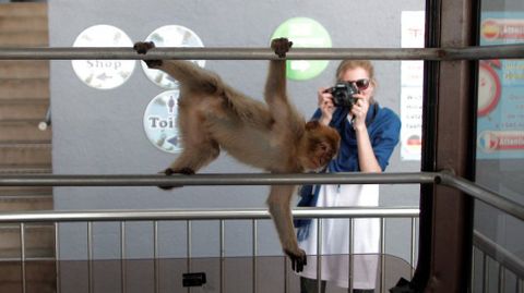 Una turista fotografa a uno de los monos que hay en Gibraltar