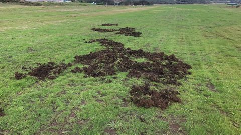 Imagen de archivo de los da�os provocados por el jabal� en un prado