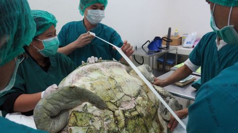 La tortuga Omsin (�hucha�), de 25 year, se trag� casi mil monedas.