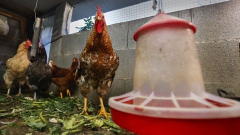 Las gal�linas de once municipios gallegos llevan ya m�s de un a�o encerradas