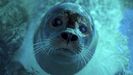 Una foca se refresca en el Zoo de Belgrado, durante una ola de calor en Serbia