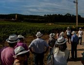 Un grupo de turistas, el pasado verano, durante una de las rutas por vi�edos de R�as Baixas.