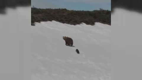 Al final de la secuencia, la osa corrobora s realmente ha pasado el peligro mirando al dron