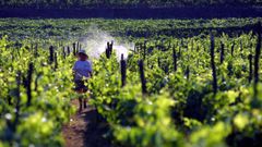 Los productos c�pricos est�n ampliamente extendidos como fungicidas contra el  mildiu 