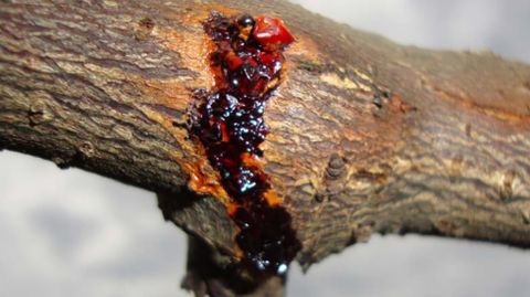 CHANCRO DEL KIWI. El chancro bacteriano del kiwi afecta a las plantas del g�nero �Actinidia�, producida por la bacteria �Pseudomonas syringae� (Psa). Lleg� a Galicia en el 2010.