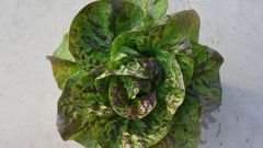 La lechuga Mio es una de las que est pendiente de entrar en el registro
