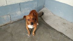 Rescate del perro abandonado en un contenedor de basura de Pontevedra