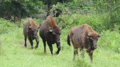 Bisontes en el Parque de la Prehistoria de Teverga