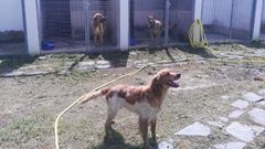 Perros en el refugio de animales dependiente del Ayuntamiento de Quiroga