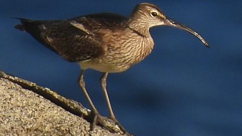El pico de las aves dice mucho sobre su forma de alimentarse