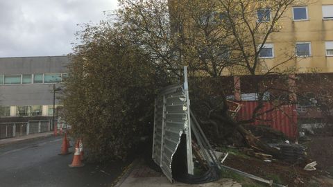 rbol cado frente al centro de salud de Santa Cruz, Oleiros