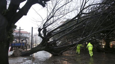 Operarios del servicio de jardines trabajando en la tala y retirada del rbol cado en el Cantn,  Ferrol, junto al parque infantil.