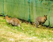 Los dos canguros, madre e hijo, en el hotel rural de Aguill�n. 