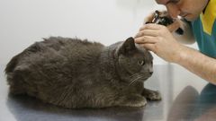 Los veterinarios se manifiestan en favor de la salud de las mascotas.