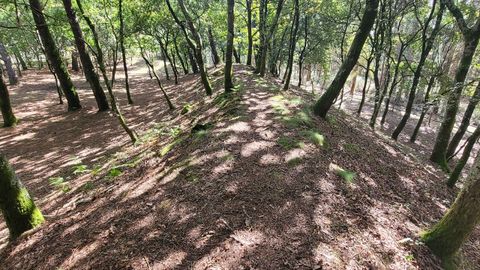 Parte alta del castro