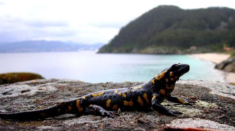 Una de las escasas salamandras que viven en la isla de San Martio, Ces