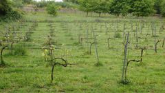 El proyecto Viticast ha desarrollado plantaciones experimentales para predecir enfermedades