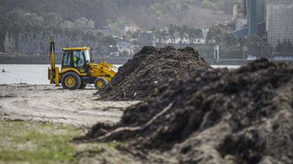 Basura vegetal arrastrada por el mar a Lourido y amontonada fuera de la orilla por una pala excavadora