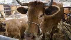 Exposici�n y concurso de ganado bovino en Castro Caldelas