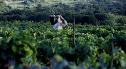 La vendimia en la comarca de O Ribeiro (en la imagen) est� siendo menos fruct�fera que en la pasado campa�a. 