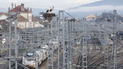 Los animales ni se inmutan ante la llegada de los convoyes ferroviarios