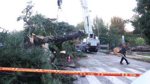 Ca�da de un �rbol en el Campus Vida de Santiago