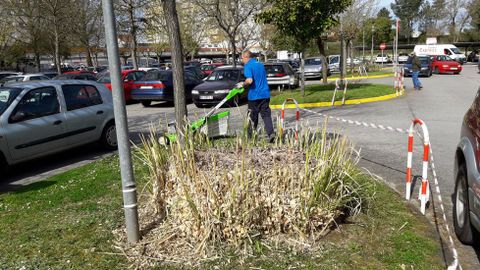 Los plumachos tambin crecen en las zonas ajardinadas del entorno del hospital comarcal de Monforte