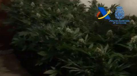 Desmanteladas en Gerona diez plantaciones de marihuana que dejaban sin luz a un pueblo entero