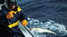 Una merluza izada a bordo por un tripulante de uno de los pocos pincheiros espaoles que resisten en Gran Sol