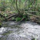 Troncos de �rboles y maleza en el cauce del r�o Barcala. 