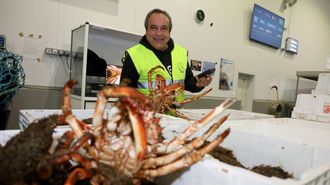 Emilio Gali�anes enc�rgase de todo na lonxa do Grove.