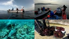 As� se captura el delicioso erizo de mar